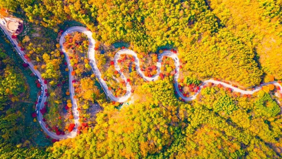 보발재 단풍 / 단양군 제공