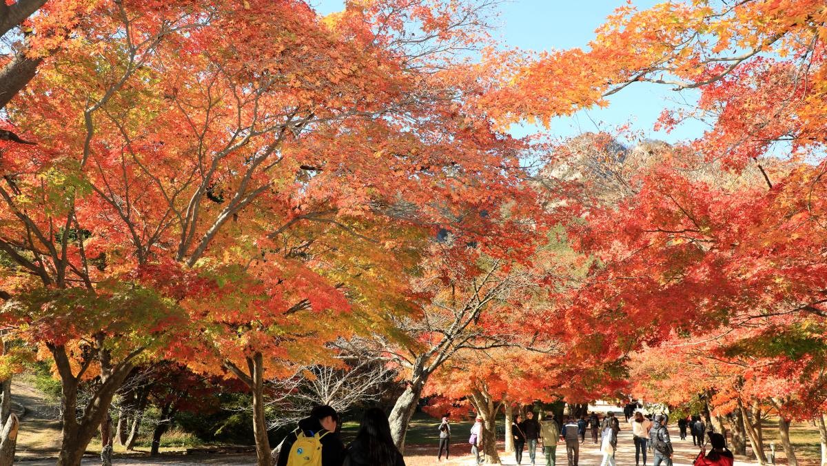 가을 단풍길 / 뉴스1