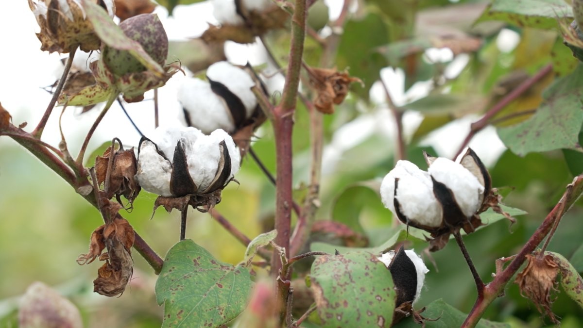 EBS1 '한국기행' 미리보기 페이지에서 제공하는 '목화솜 따던 날' 편 자료 사진. / EBS1 제공