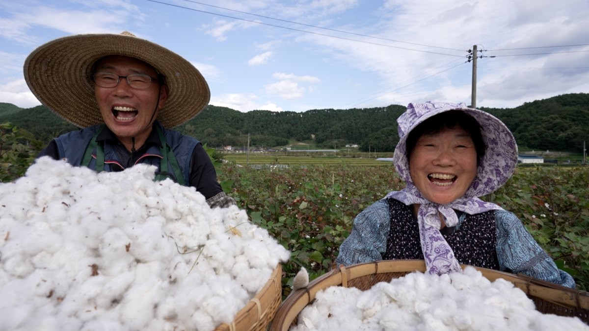 EBS1 '한국기행' 미리보기 페이지에서 제공하는 '목화솜 따던 날' 편 자료 사진. / EBS1 제공