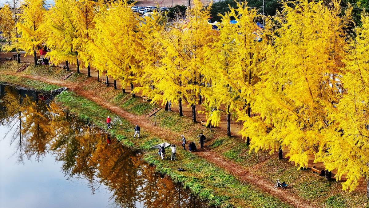 문광저수지 은행나무길. / 뉴스1