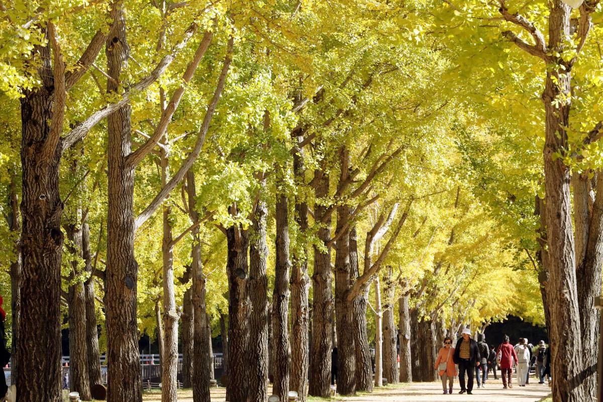 문광저수지 은행나무길. / 뉴스1