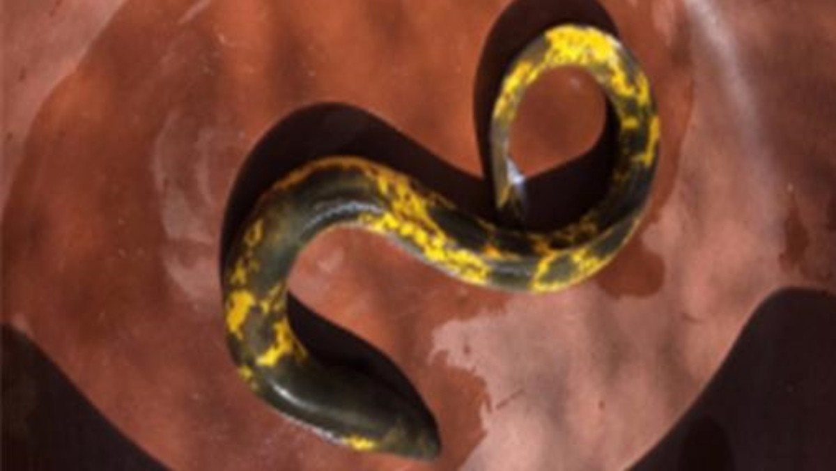 소양호에서 발견된 황금장어 자료사진. / 강원도 제공