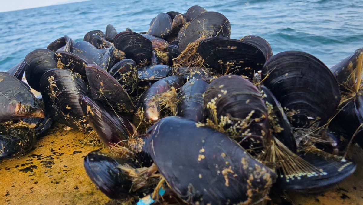 참담치 자료사진. / 인천시 제공