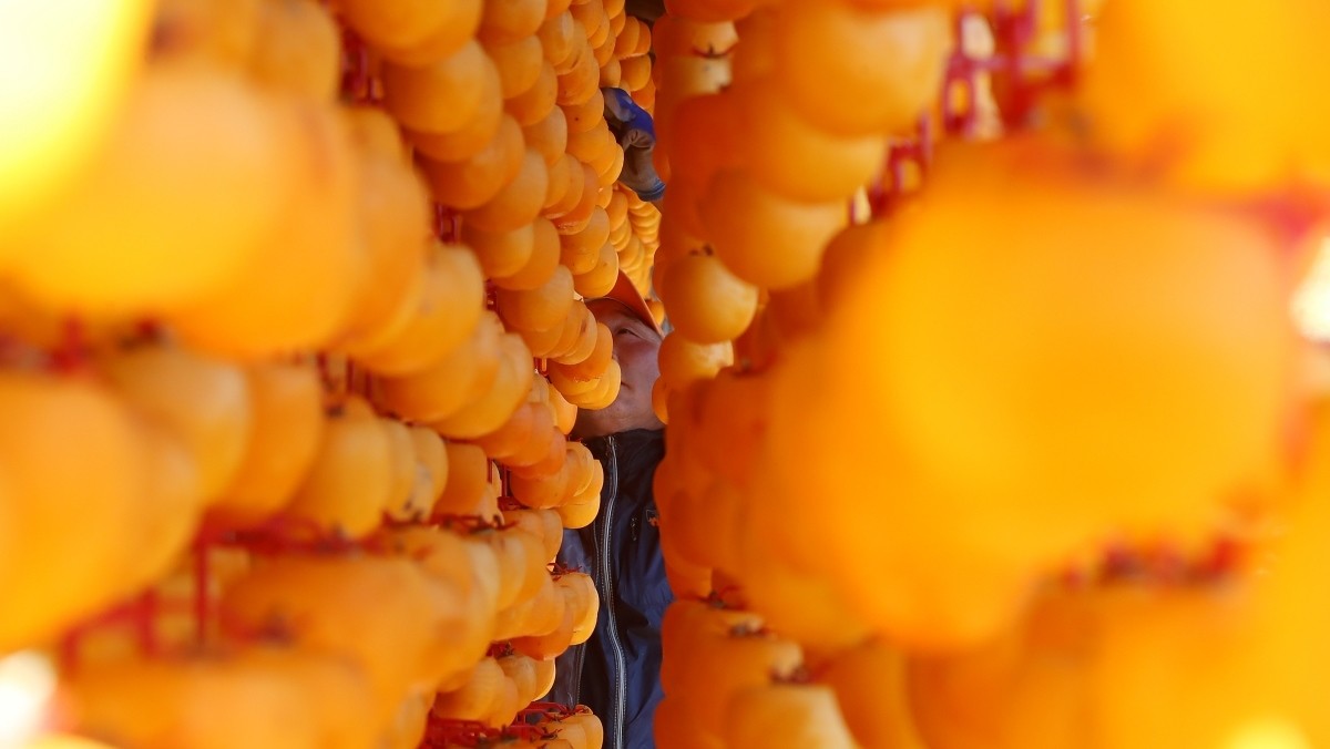 단감 주렁주렁 / 연합뉴스