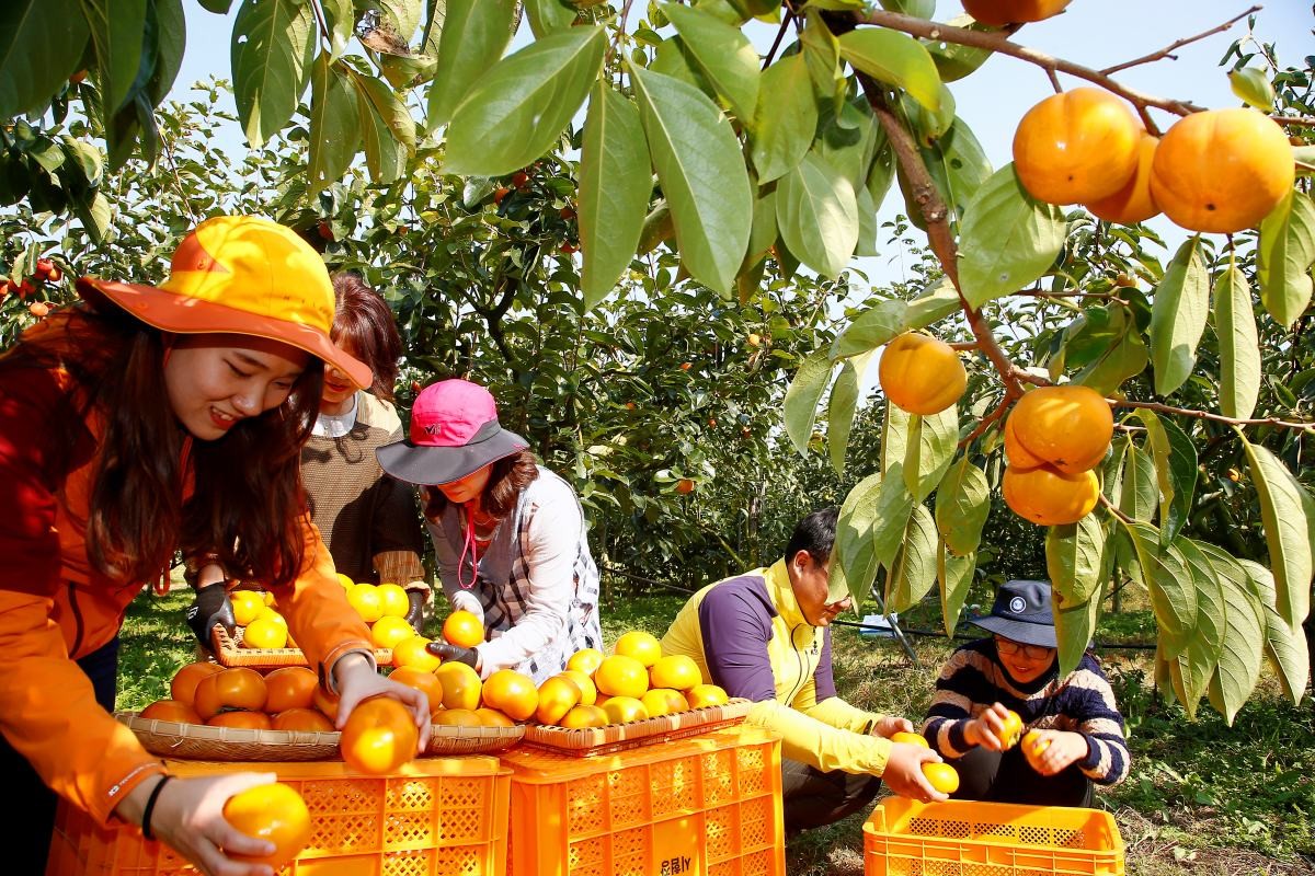'국산 단감 수확해요' / 뉴스1