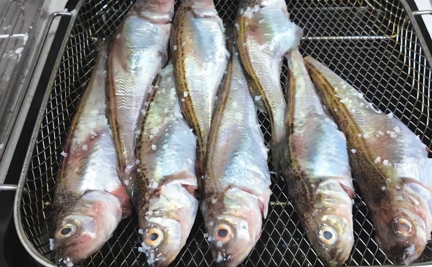 유튜브 '애주가TV참PD'