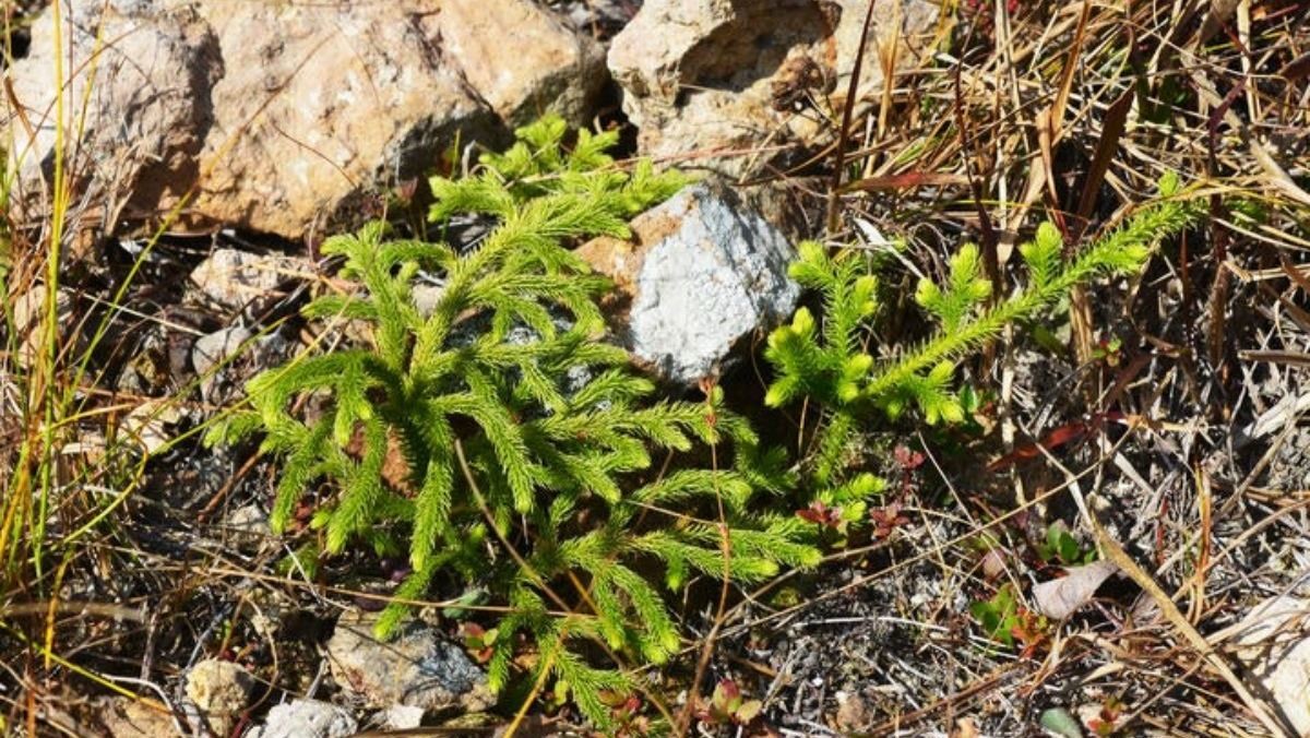 암태도에 자생 중인 물석송 / 국립호남권생물자원관 제공