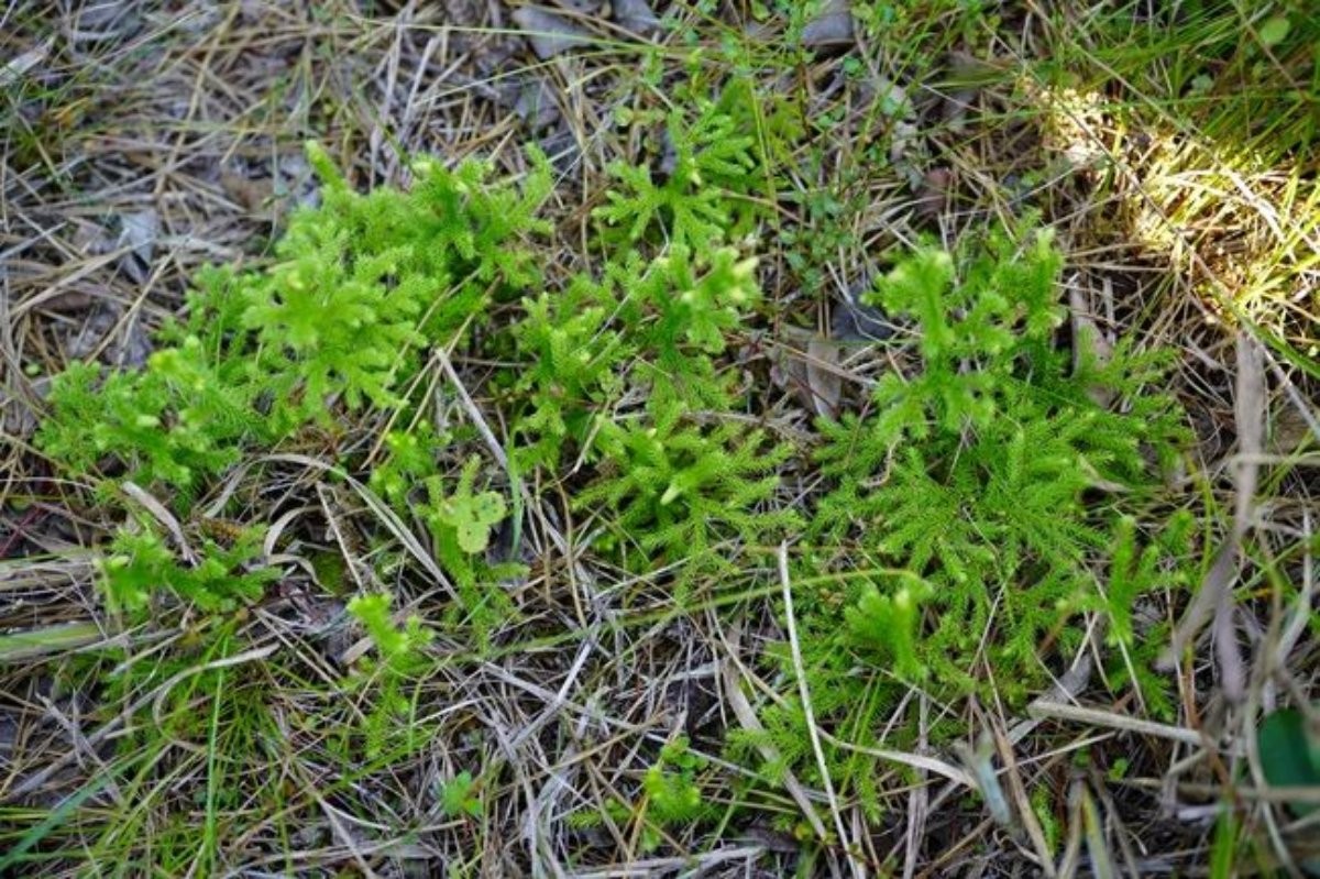 물석송 자료 사진. / 국립호남권생물자원관 제공