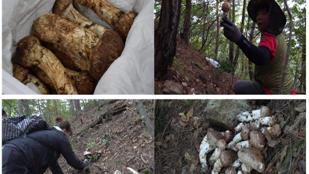 EBS1 '극한직업' 미리보기 페이지에서 제공하는 '송이버섯과 호두' 편 자료 사진. / EBS 제공