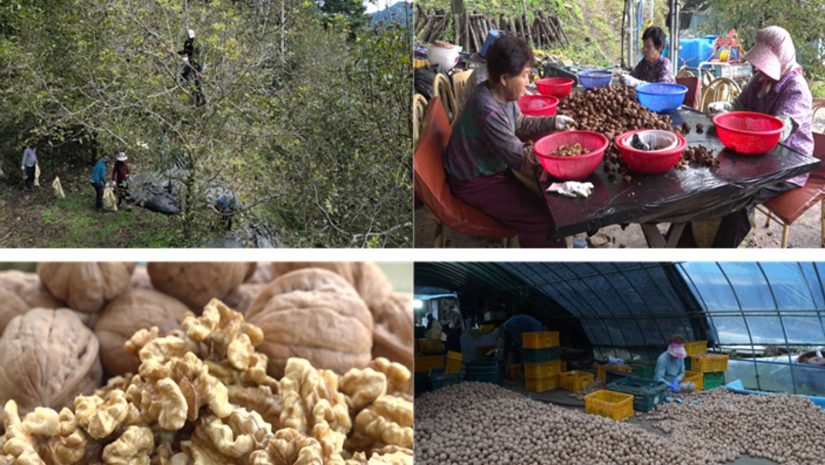 EBS1 '극한직업' 미리보기 페이지에서 제공하는 '송이버섯과 호두' 편 자료 사진. / EBS 제공