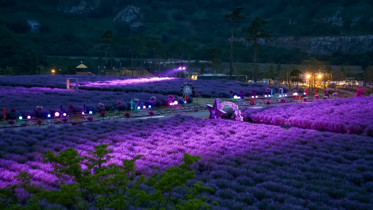 무릉별유천지 라벤더 축제 자료 사진 / 동해시 제공