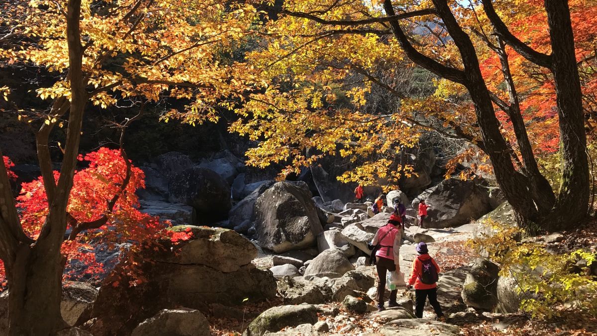 무릉계곡 자료 사진 / 동해시 제공, 뉴스1