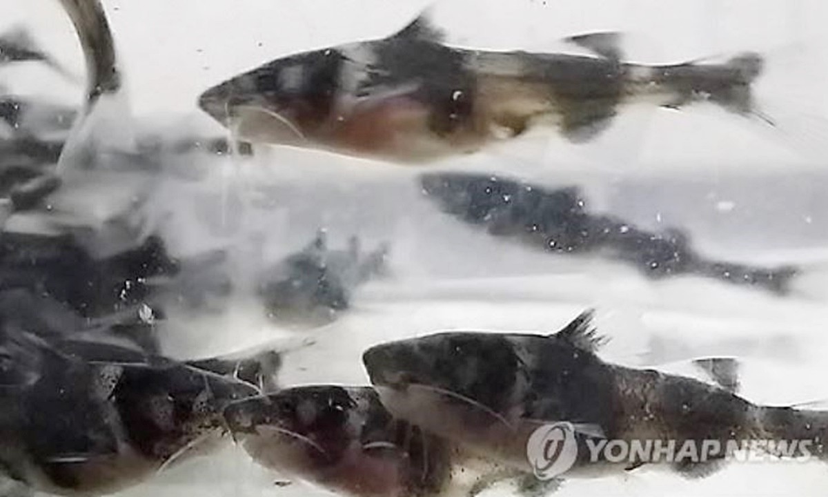 양식으로 기른 종어 모습. 기사 이해를 돕기 위한 자료 사진. 기사 내용과 직접적인 관련은 없다. / 연합뉴스