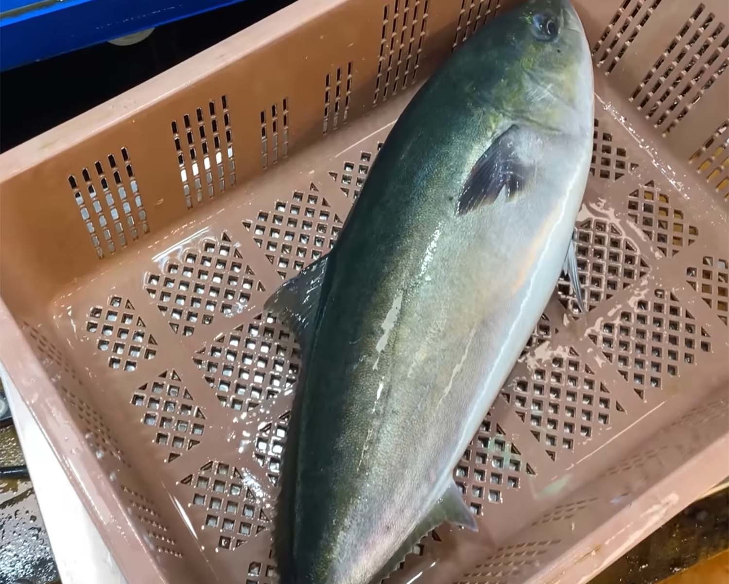 일본산 양식 방어 / '푸드박스' 유튜브