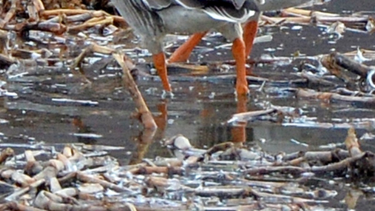 주황색 다리가 특징인 큰기러기 자료 사진 / 뉴스1