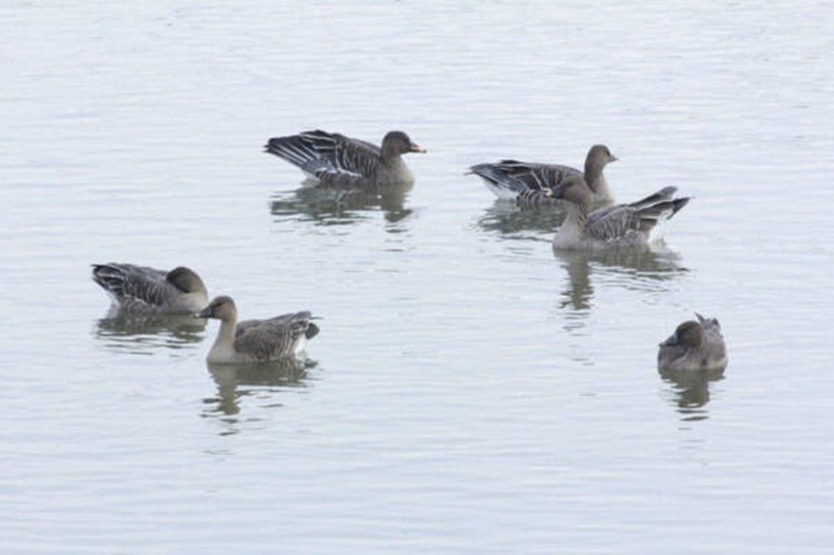 의왕 왕송호수에서 관찰된 큰기러기 무리 / 의왕도시공사 제공