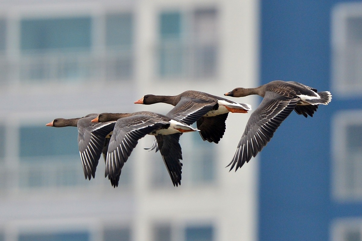 멸종위기 2급 큰기러기 / 뉴스1