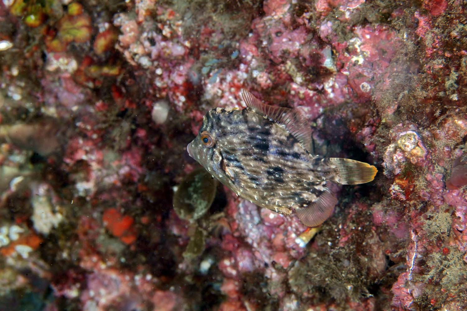 쥐치  / 국립생물자원관