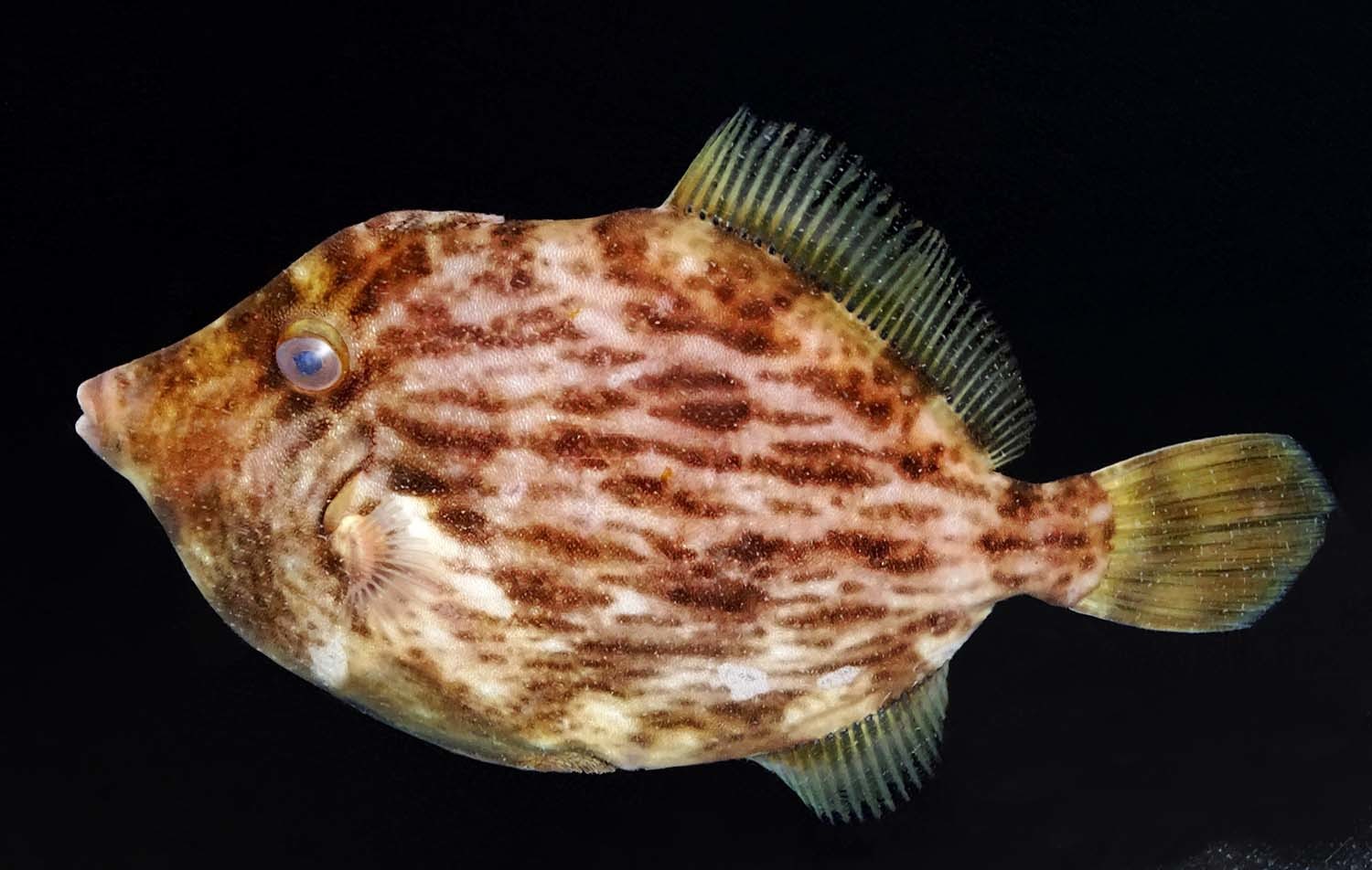 쥐치  / 국립생물자원관