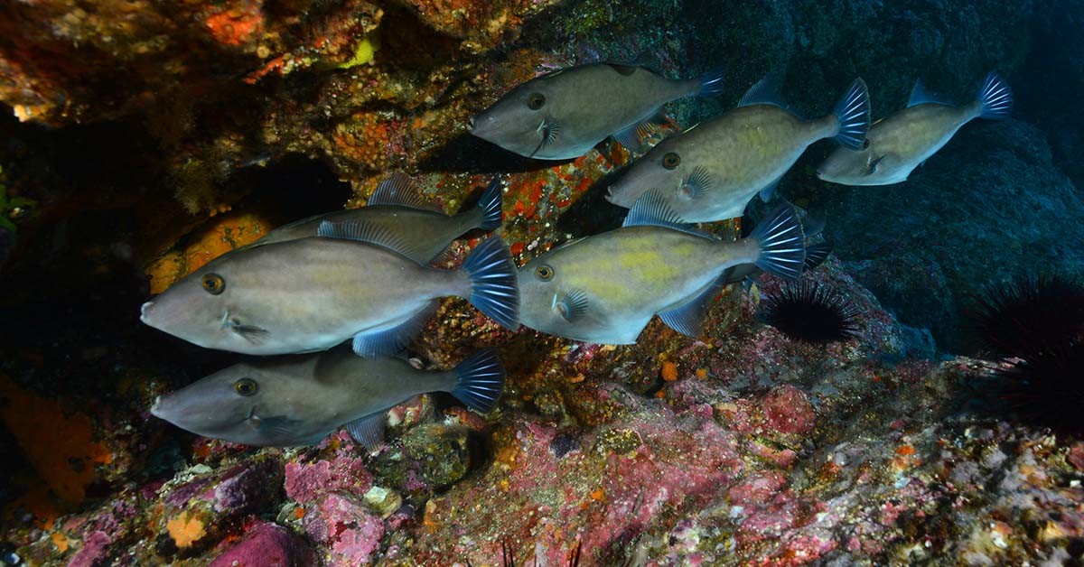 말쥐치 / 국립생물자원관