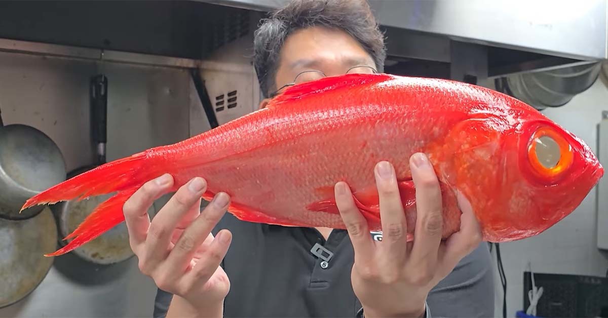 빛금눈돔 회 / '생선장수 박장군' 유튜