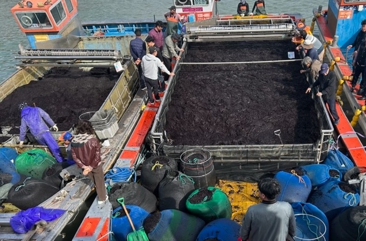 진도 곱창김(물김) 위판 모습. 전남 진도의 청정바다에서 자란 명품 '곱창김' 출하가 본격적으로 시작됐다. (30일) 전남 진도군 고군면 원포와 회동위판장에서 물김의 올해 첫 거래(위판)가 이뤄졌다. 당시 가격은 한 포대(120㎏) 기준으로 최저 32만 원에서 최고 61만 2000원 선에 팔렸다. 이 물김은 조생종 잇바디돌김으로 엽체가 곱창처럼 길고 구불구불해 소비자 사이에서 일명 '곱창김'으로 불린다. / 진도군 제공