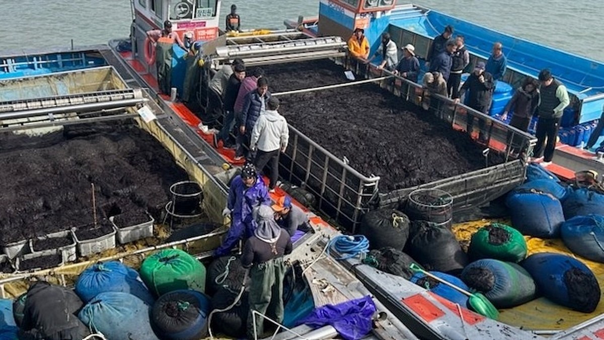 진도 곱창김(물김) 위판 모습. 전남 진도의 청정바다에서 자란 명품 '곱창김' 출하가 본격적으로 시작됐다. (30일) 전남 진도군 고군면 원포와 회동위판장에서 물김의 올해 첫 거래(위판)가 이뤄졌다. 당시 가격은 한 포대(120㎏) 기준으로 최저 32만 원에서 최고 61만 2000원 선에 팔렸다. 이 물김은 조생종 잇바디돌김으로 엽체가 곱창처럼 길고 구불구불해 소비자 사이에서 일명 '곱창김'으로 불린다. / 진도군 제공