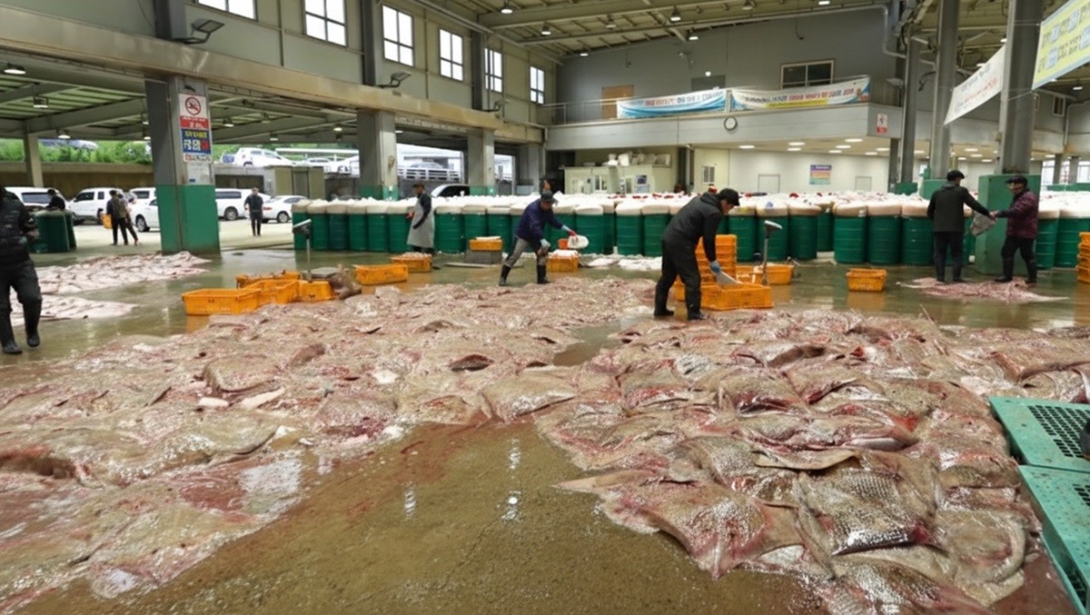 기사 이해를 돕기 위해 AI로 생성한 홍어 경매장 이미지