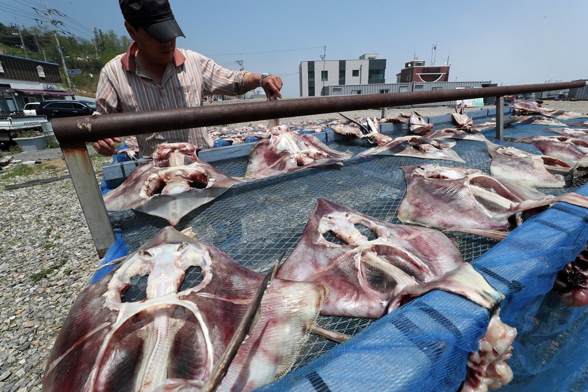 홍어와 간재미를 말리고 있는 어민 / 뉴스1