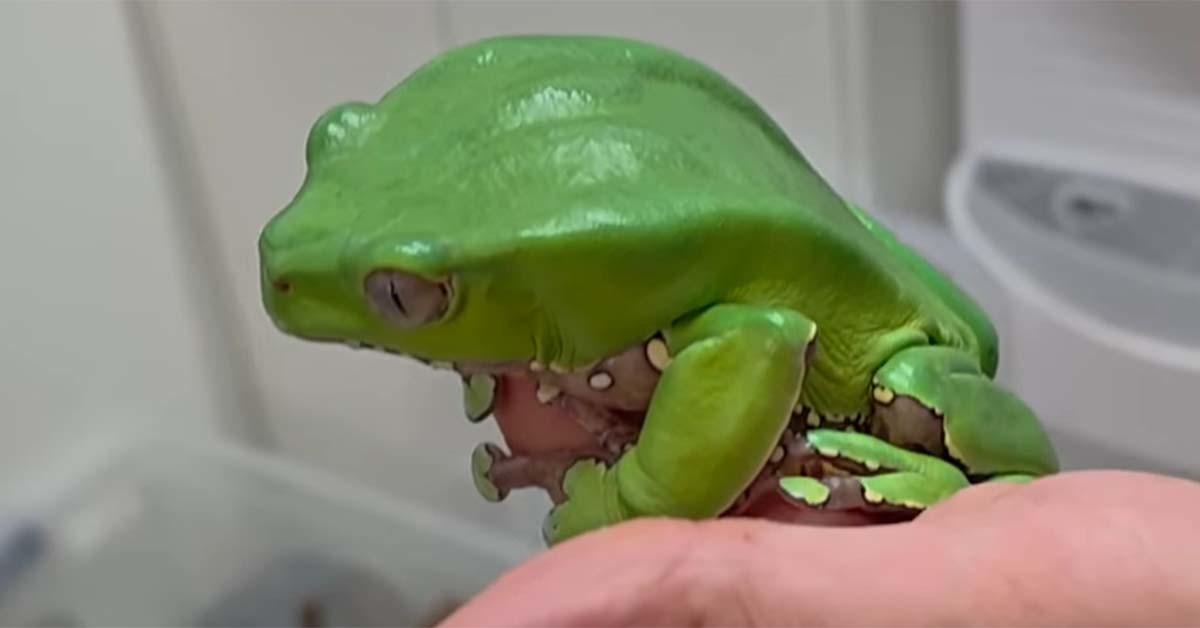 자이언트 왁시프록 / '다흑' 유튜브