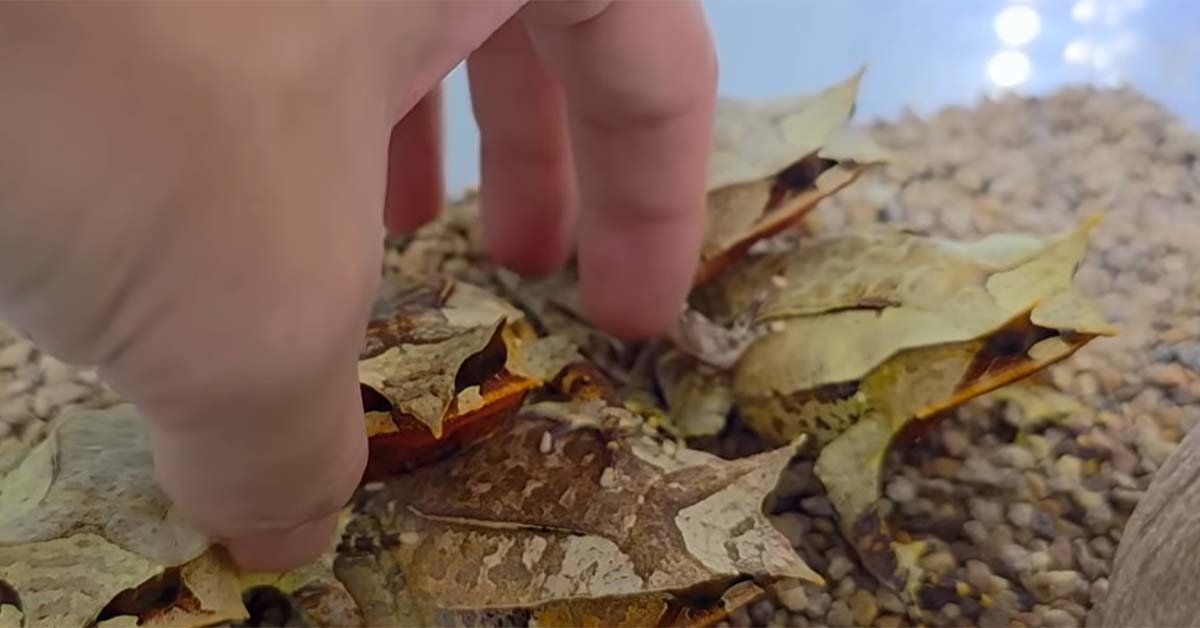 말레이시아 혼프록 / '다흑' 유튜브