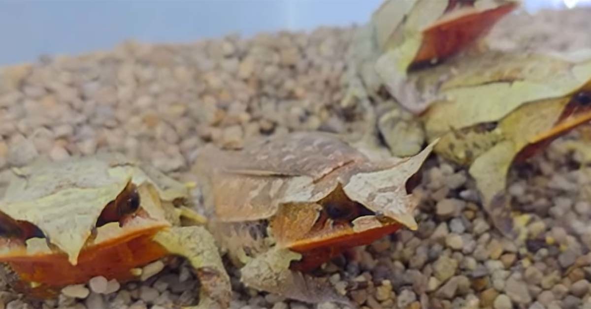 말레이시아 혼프록 / '다흑' 유튜브