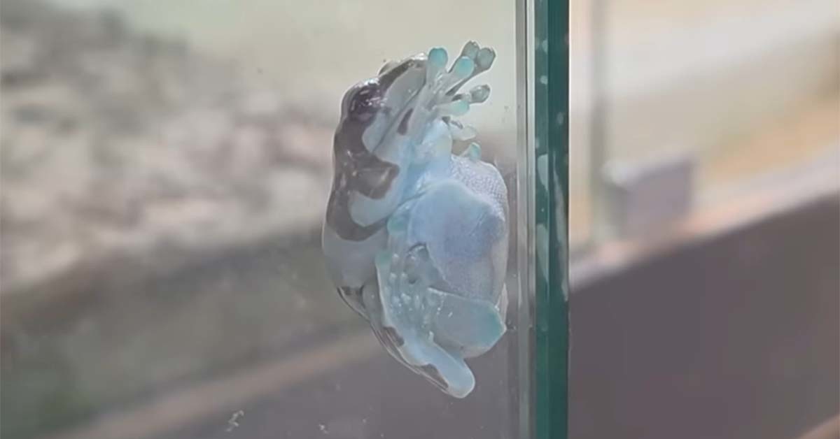 아마존 밀키프록 / '다흑' 유튜브