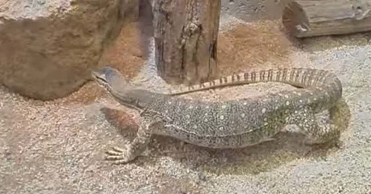 알거스 모니터 / '다흑' 유튜브