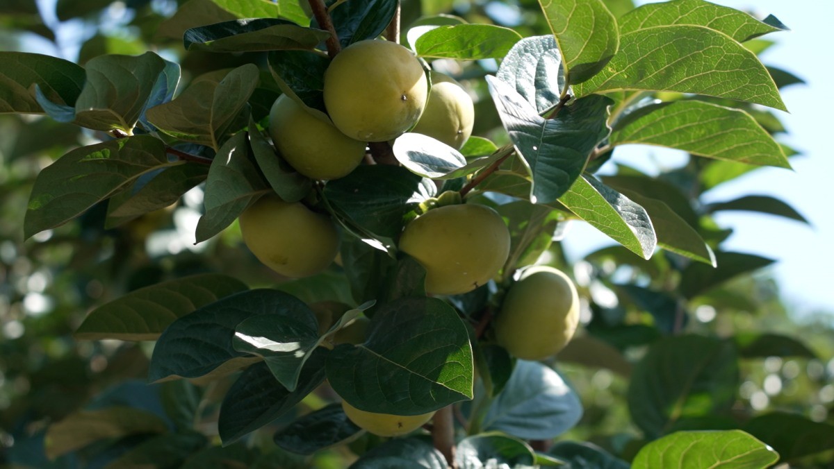 EBS1 '한국기행' 미리보기 페이지에서 제공하는 '굳세어라, 금자 씨' 편 자료 사진. / EBS1 제공