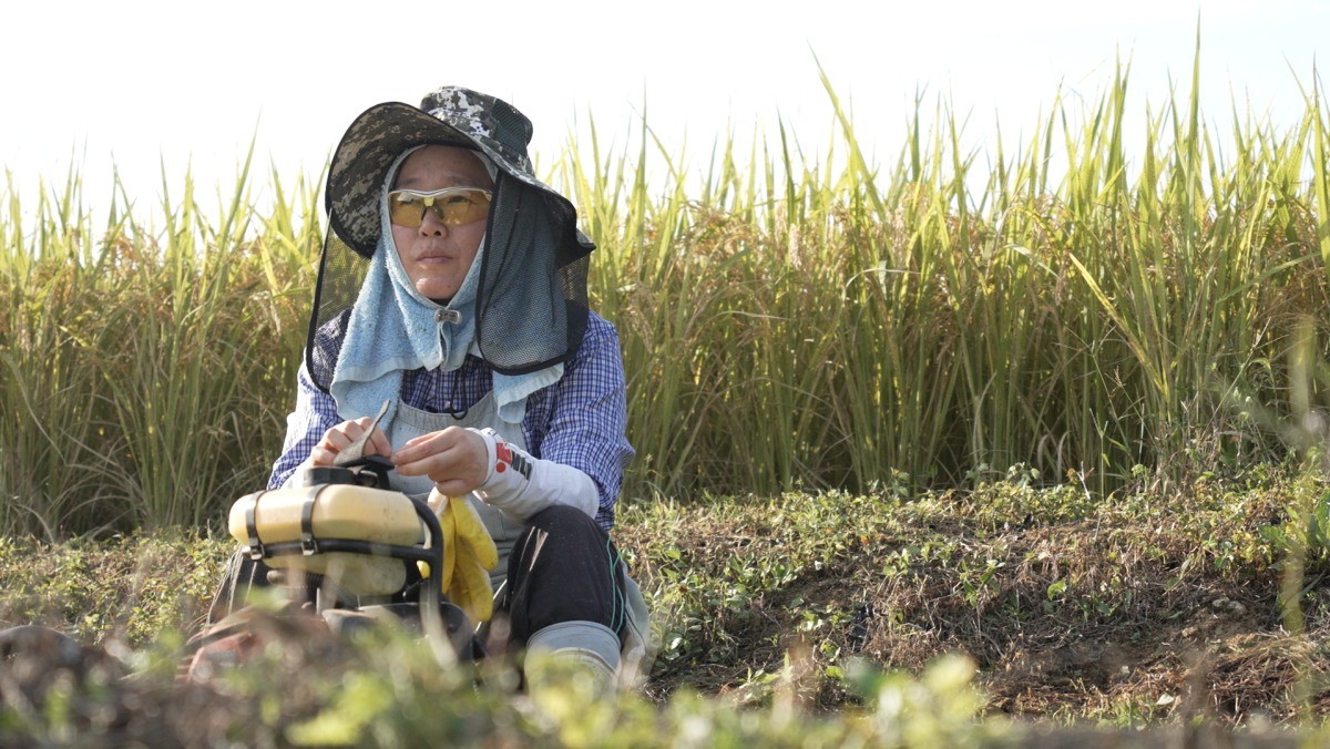 EBS1 '한국기행' 미리보기 페이지에서 제공하는 '굳세어라, 금자 씨' 편 자료 사진. / EBS1 제공