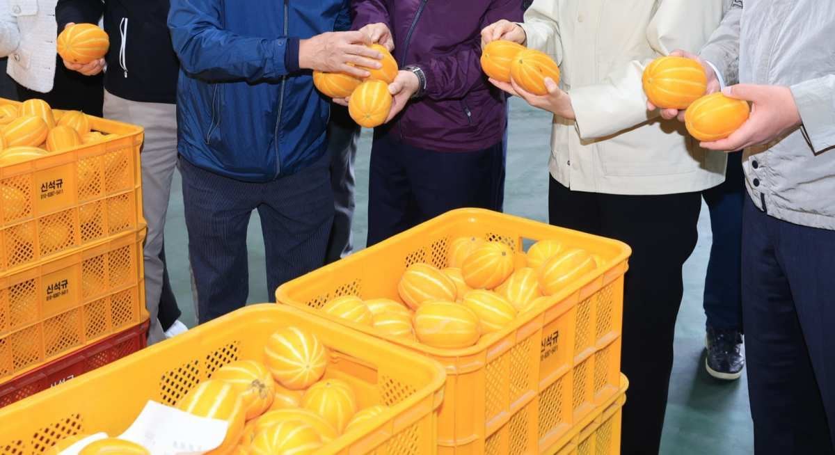 성주 참외 자료사진. / 농식품부-뉴스1