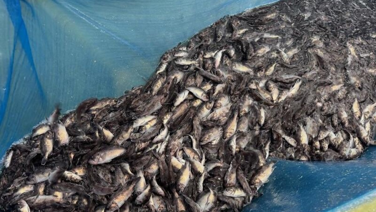 인천 강화군은 10월 30일 주문도 남단 해역에 조피볼락 종자 61만 마리를 방류했다고 밝혔다. / 강화군 제공