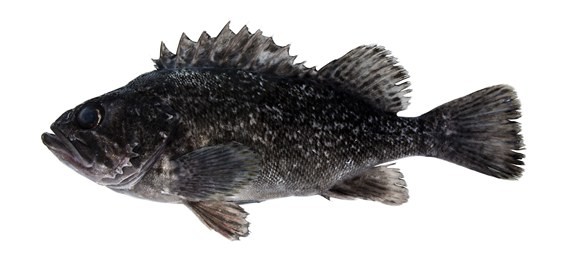 조피볼락 자료사진 . / 국립생물자원관