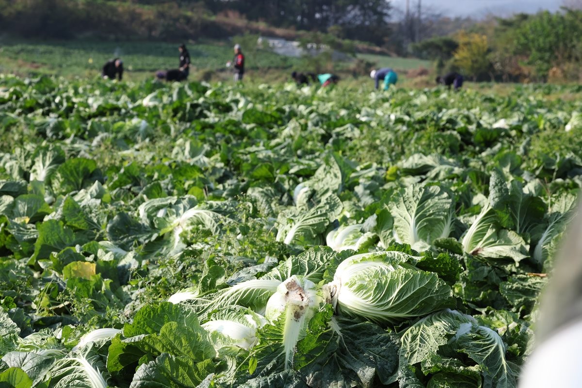 출하되는 배추 모습. 기사 이해를 돕기 위한 자료 사진입니다. 해당 기사 내용과 직접적인 관련은 없습니다. / 뉴스1