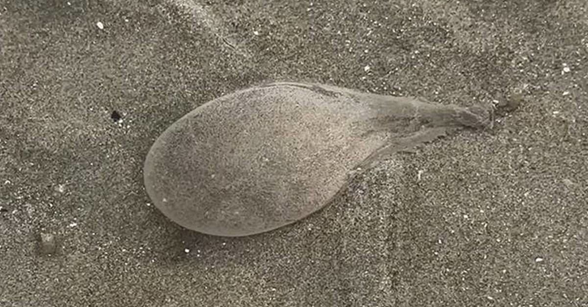 갯벌에 가득 박힌 갯지렁이 알집 / 유튜브 '수상한생선 Life Science'