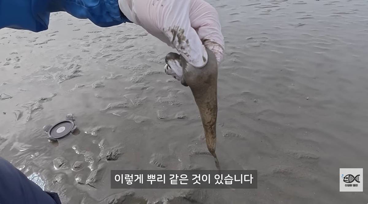 갯지렁이 알집 들어올린 장면 / 유튜브 '수상한생선 Life Science'