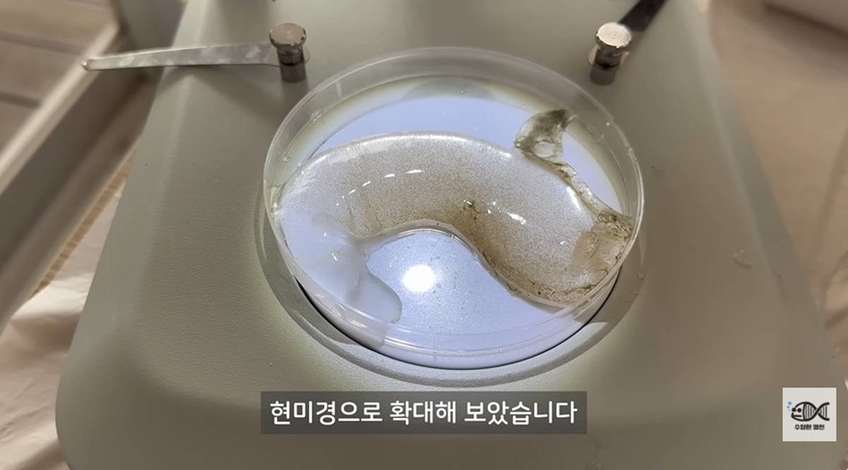 갯벌에서 건진 갯지렁이 알집 / 유튜브 '수상한생선 Life Science'