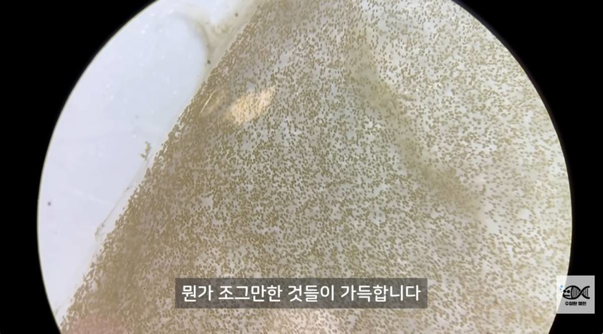 현미경으로 확대한 갯지렁이 알집 / 유튜브 '수상한생선 Life Science'