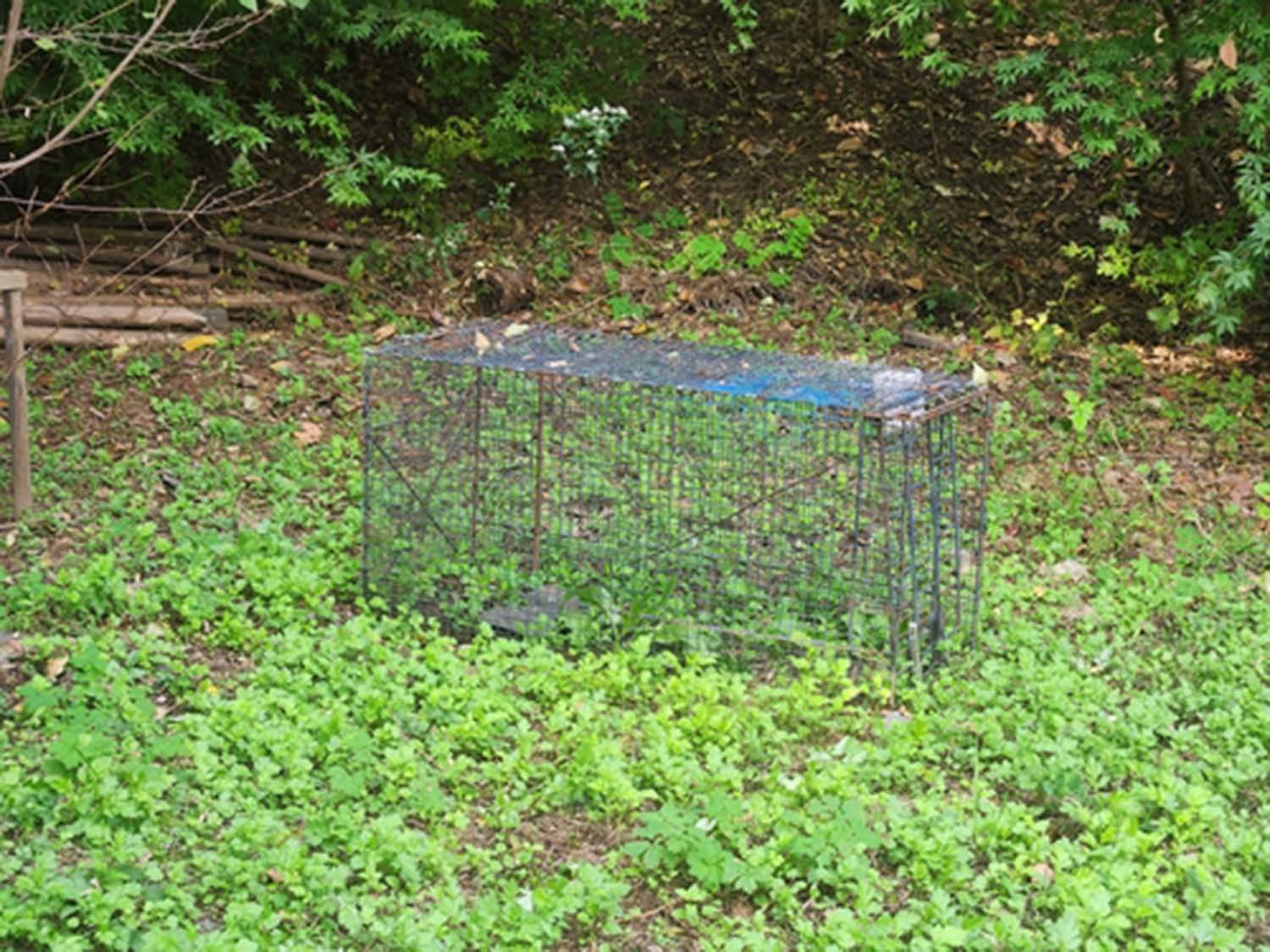 서울대 관악캠퍼스에 설치된 들개 포획 틀 / 연합뉴스