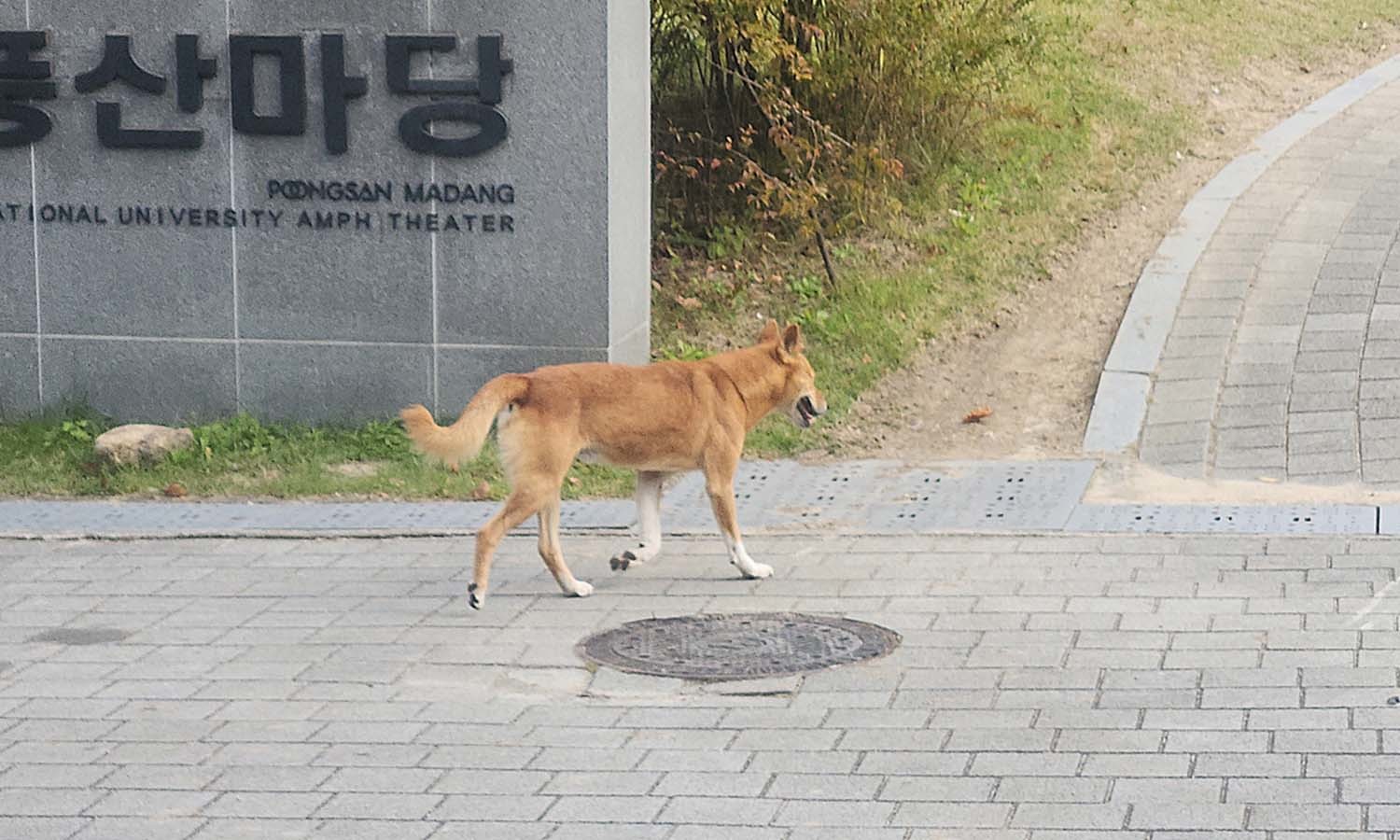 지난달 31일 서울대 관악캠퍼스 버들골 풍산마당 인근을 활보 중인 들개 / 연합뉴스