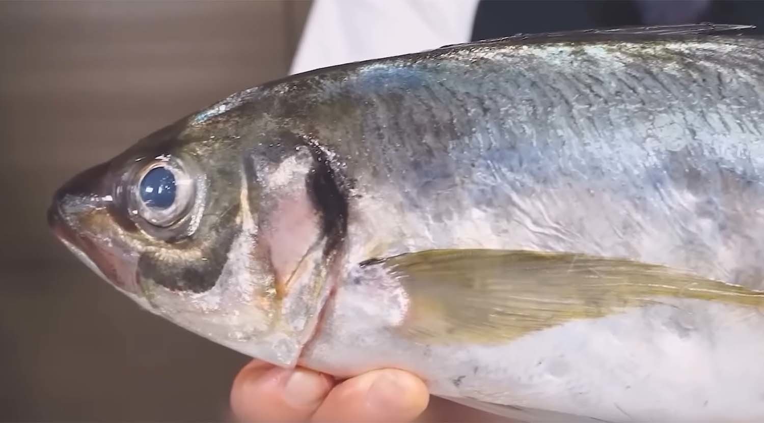 전갱이 / '입질의추억TV' 유튜브