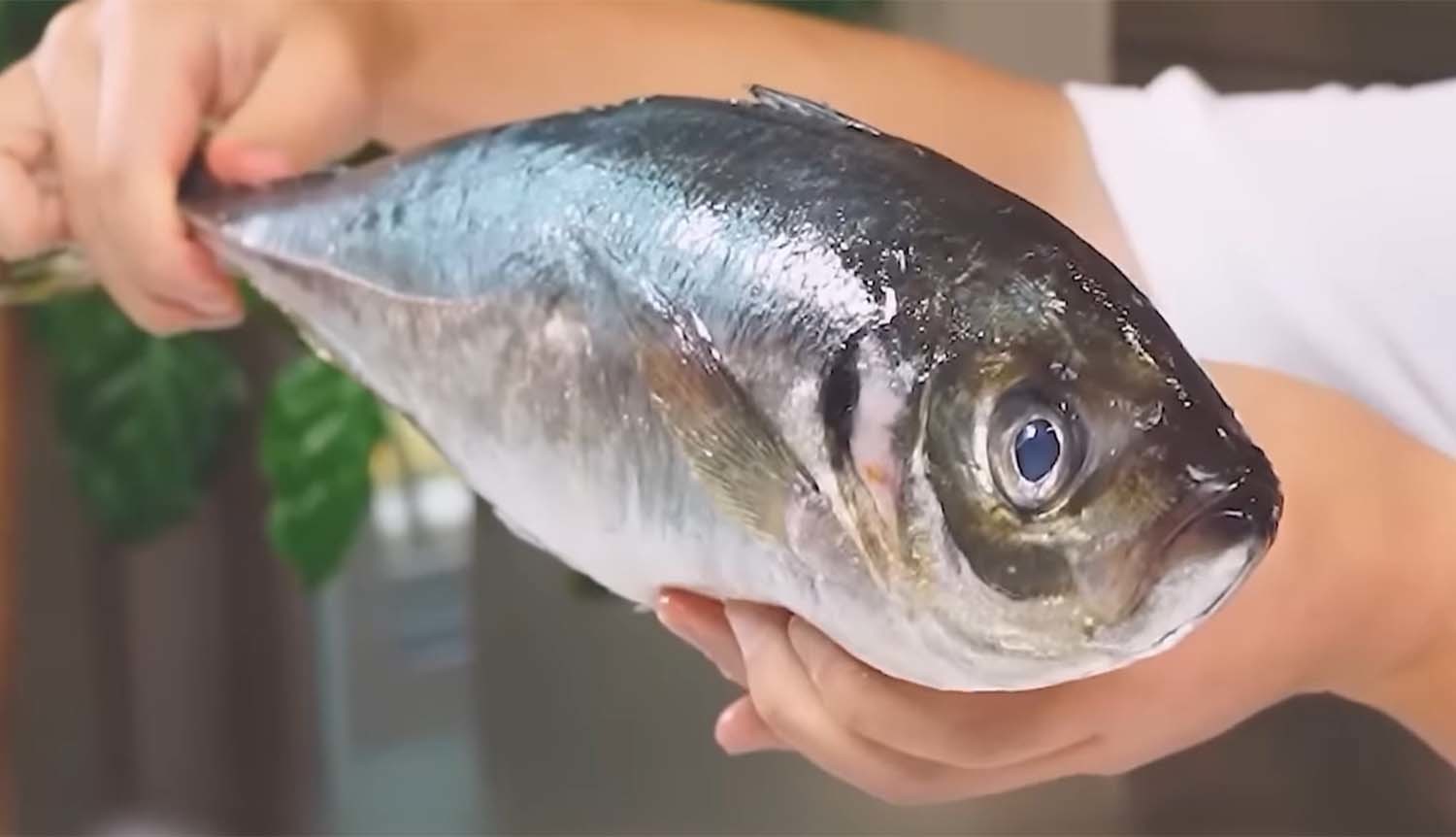 전갱이 / '입질의추억TV' 유튜브