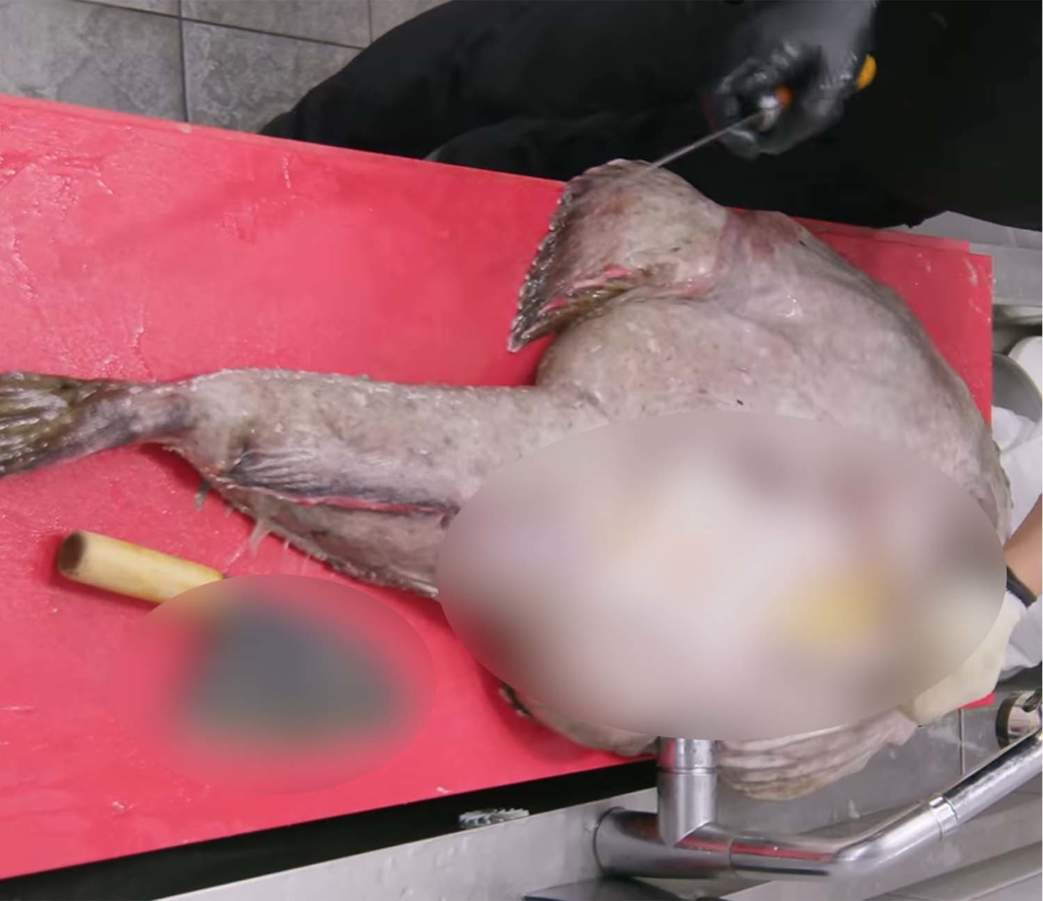 25kg 무게의 초대형 아귀. / '일타쿠마' 유튜브